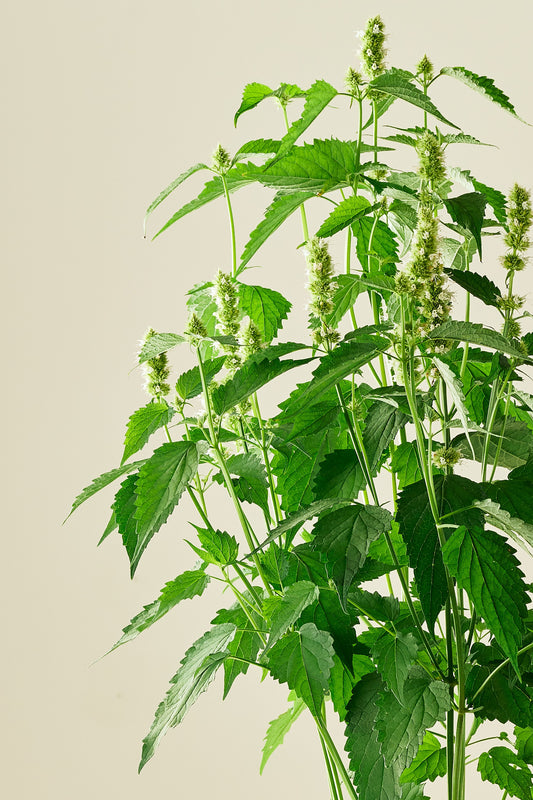 Anisisop 'Liquorice White' - frø - Stauder - til din skærehave her vist på billede 1 fra Frk. Grønt