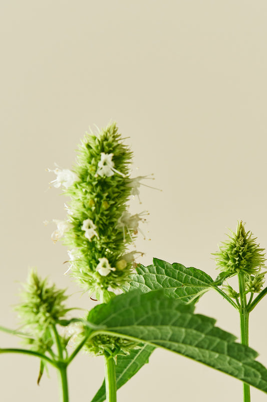 Anisisop 'Liquorice White' - frø - Stauder - til din skærehave her vist på billede 2 fra Frk. Grønt