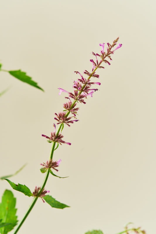Anisisop 'Rose Mint -frø - Stauder - til din skærehave her vist på billede 1 fra Frk. Grønt