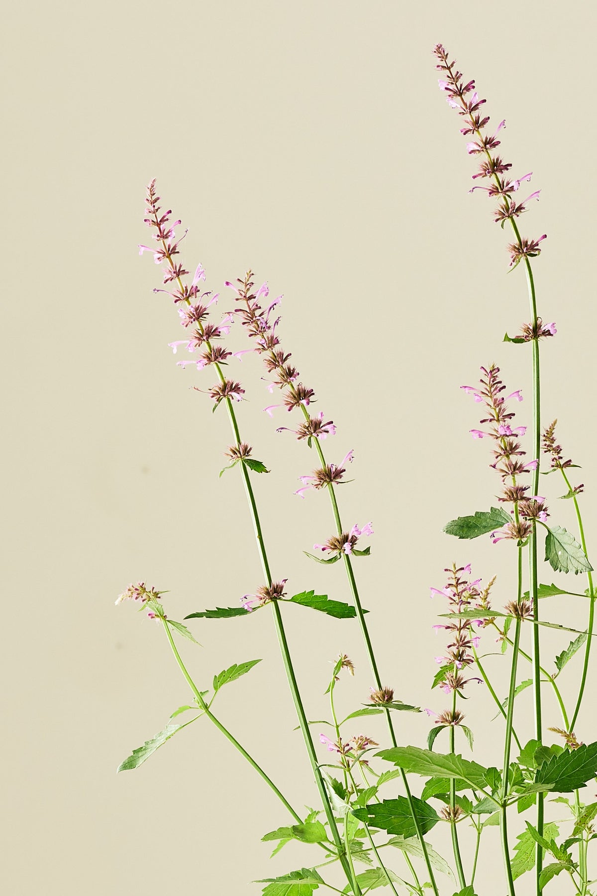 Anisisop 'Rose Mint -frø - Stauder - til din skærehave her vist på billede 2 fra Frk. Grønt
