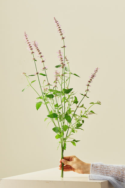 Anisisop 'Rose Mint -frø - Stauder - til din skærehave her vist på billede 3 fra Frk. Grønt