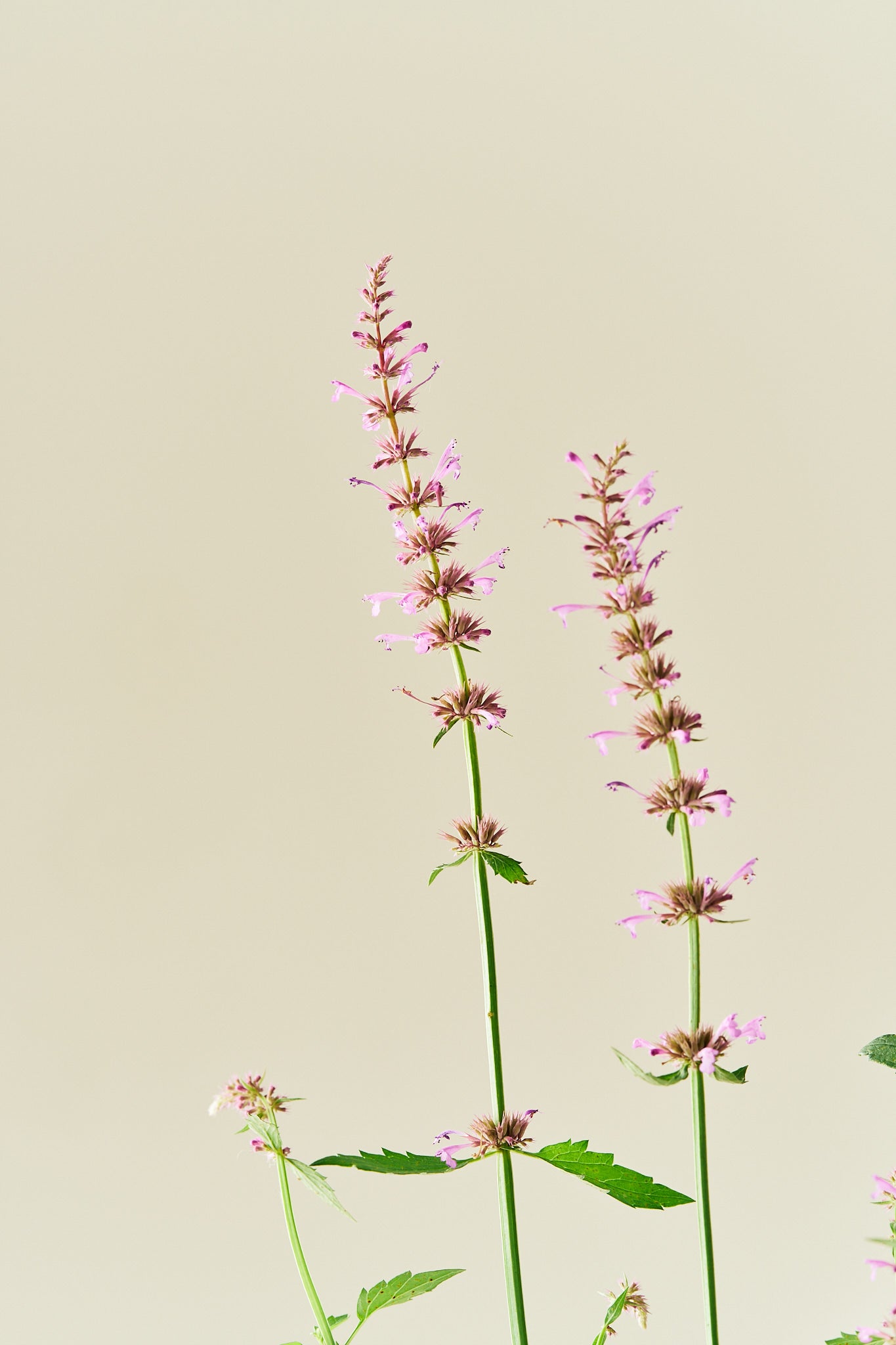 Anisisop 'Rose Mint -frø - Stauder - til din skærehave her vist på billede 4 fra Frk. Grønt