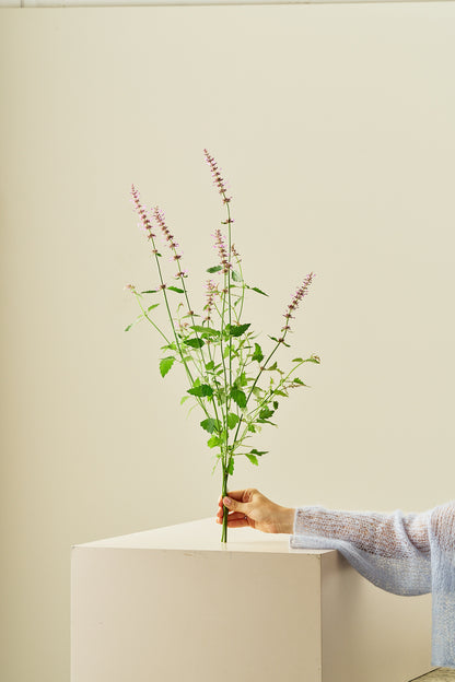 Anisisop 'Rose Mint -frø - Stauder - til din skærehave her vist på billede 5 fra Frk. Grønt