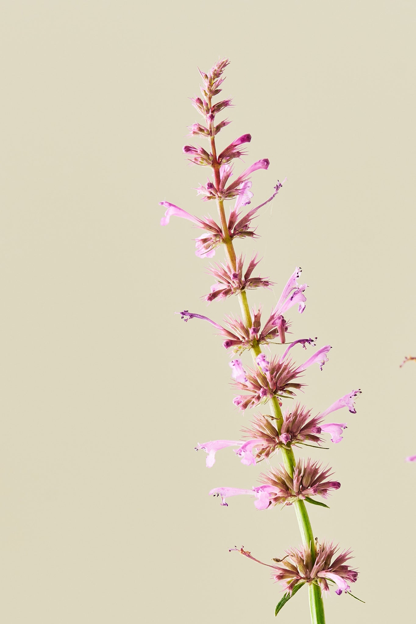 Anisisop 'Rose Mint -frø - Stauder - til din skærehave her vist på billede 7 fra Frk. Grønt