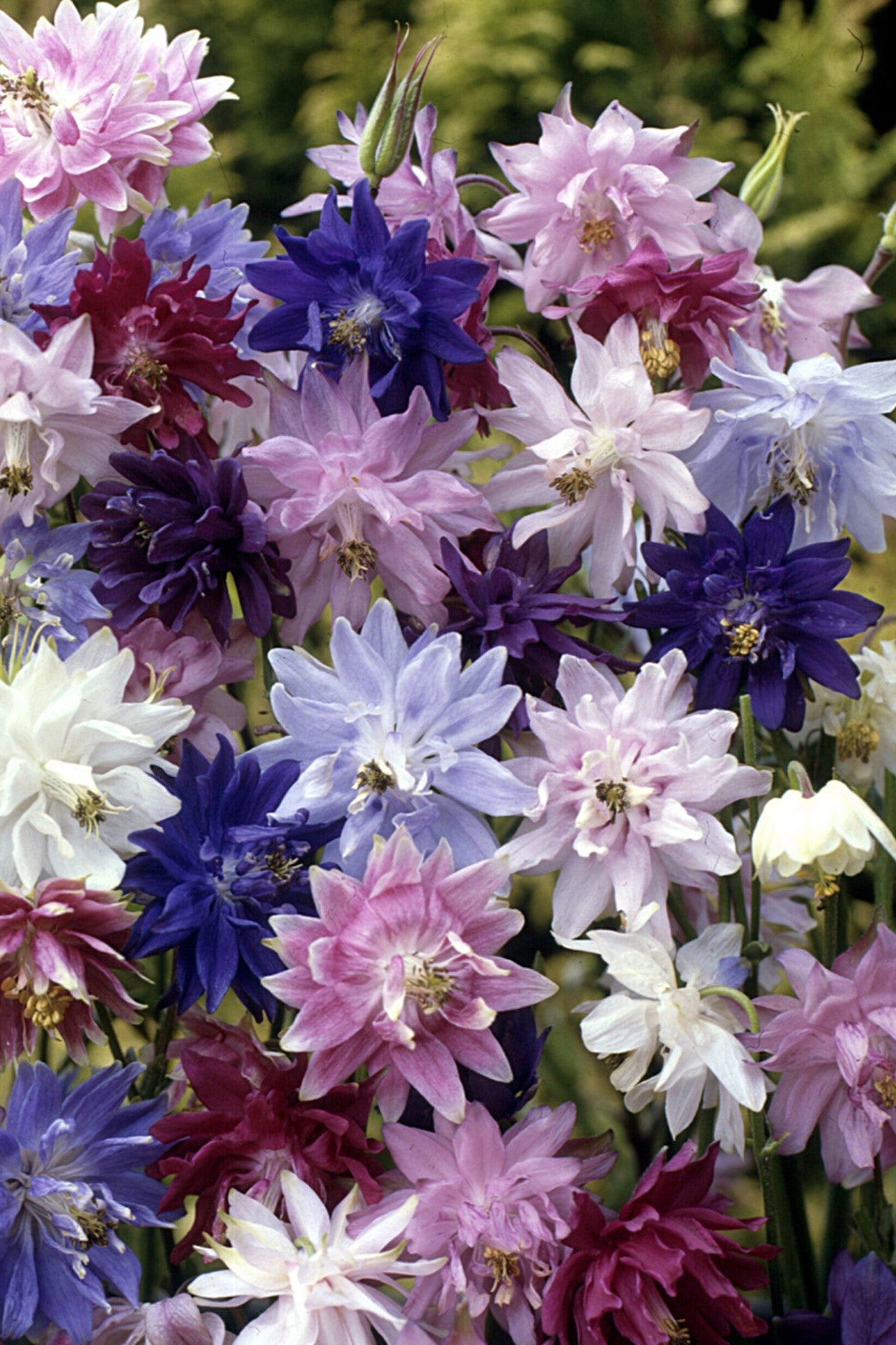 Akeleje ’Barlow Formula Mix’