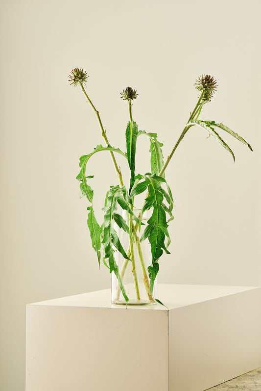 Artiskok 'Porto Spineless' - frø - Stauder - til din skærehave her vist på billede 1 fra Frk. Grønt