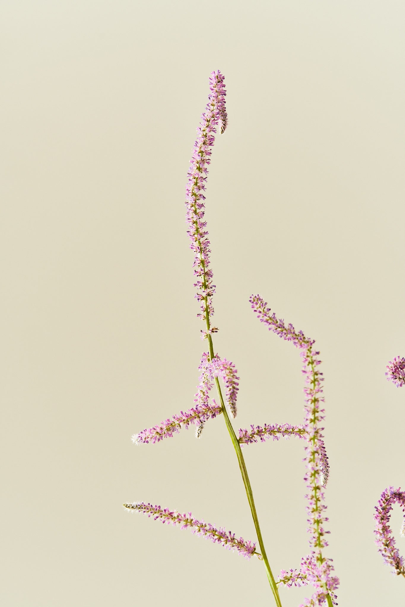 Askhindebæger 'Pink Pokers' - frø - 1-årige sommerblomster - til din skærehave her vist på billede 2 fra Frk. Grønt