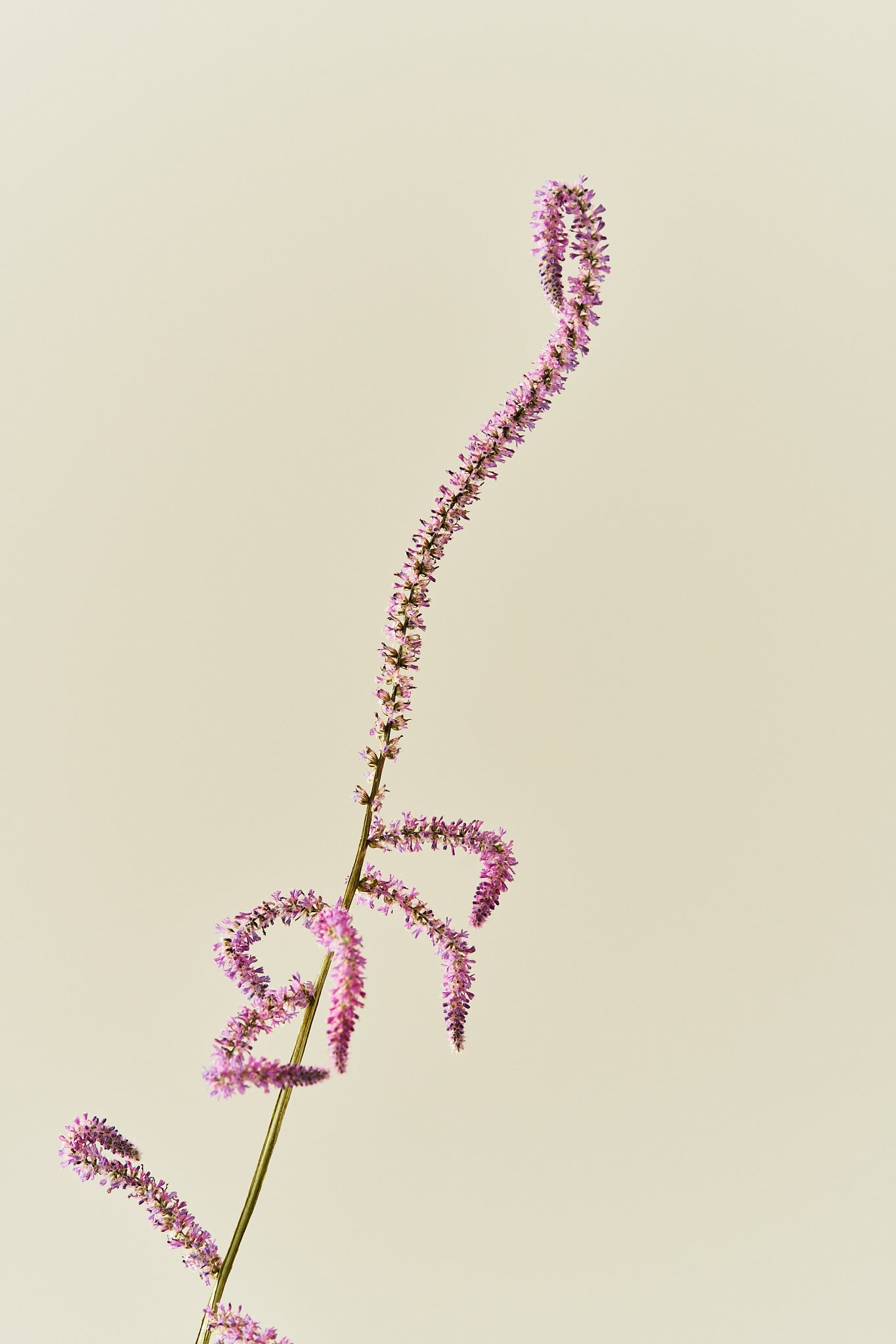 Askhindebæger 'Pink Pokers' - frø - 1-årige sommerblomster - til din skærehave her vist på billede 3 fra Frk. Grønt