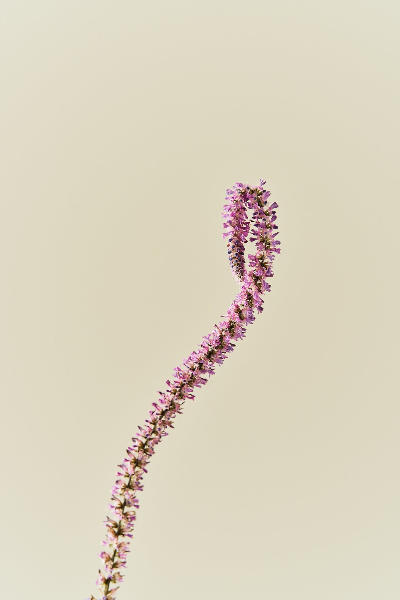 Askhindebæger 'Pink Pokers' - frø - 1-årige sommerblomster - til din skærehave her vist på billede 4 fra Frk. Grønt