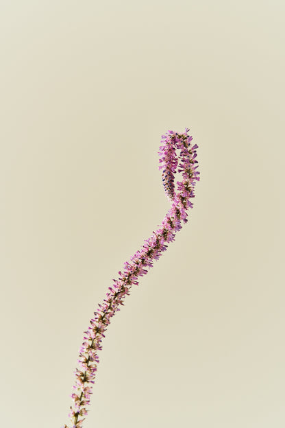 Askhindebæger 'Pink Pokers' - frø - 1-årige sommerblomster - til din skærehave her vist på billede 4 fra Frk. Grønt