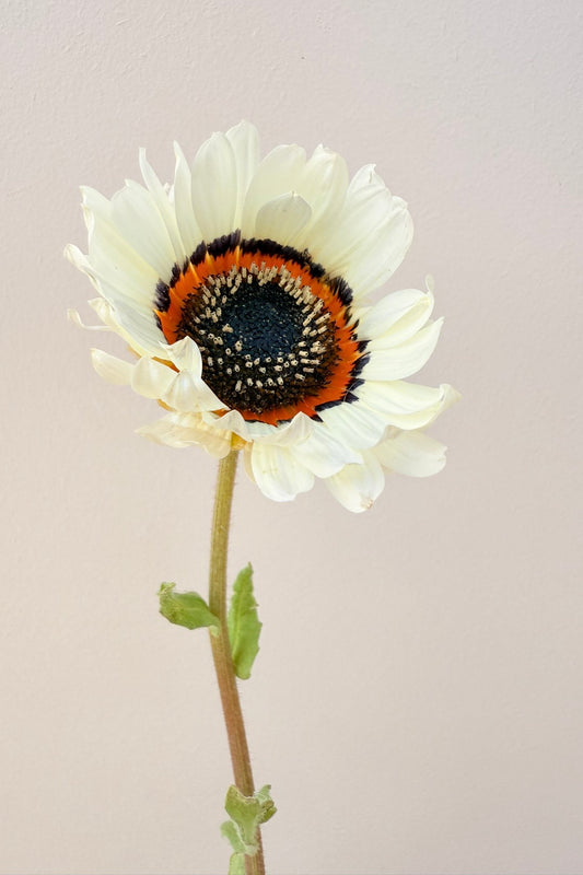 Bjørneøre 'Zulu Prince' - frø - 1-årige sommerblomster - til din skærehave her vist på billede 1 fra Frk. Grønt