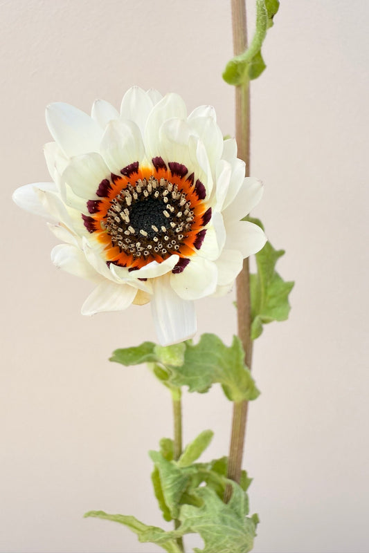 Bjørneøre 'Zulu Prince' - frø - 1-årige sommerblomster - til din skærehave her vist på billede 2 fra Frk. Grønt