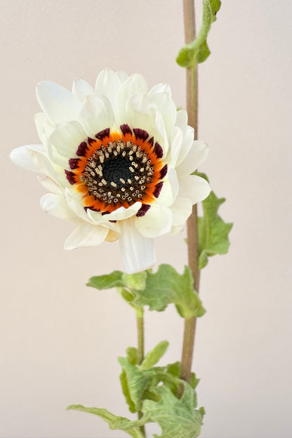 Bjørneøre 'Zulu Prince' - frø - 1-årige sommerblomster - til din skærehave her vist på billede 2 fra Frk. Grønt