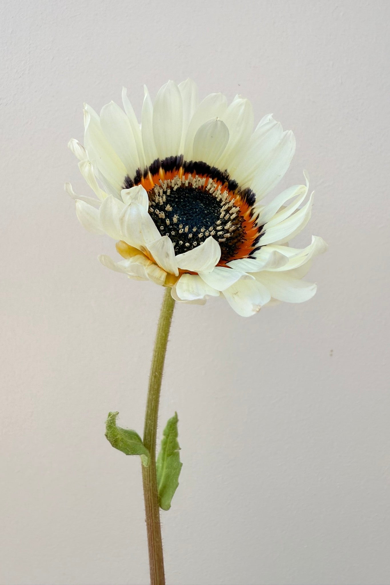 Bjørneøre 'Zulu Prince' - frø - 1-årige sommerblomster - til din skærehave her vist på billede 3 fra Frk. Grønt
