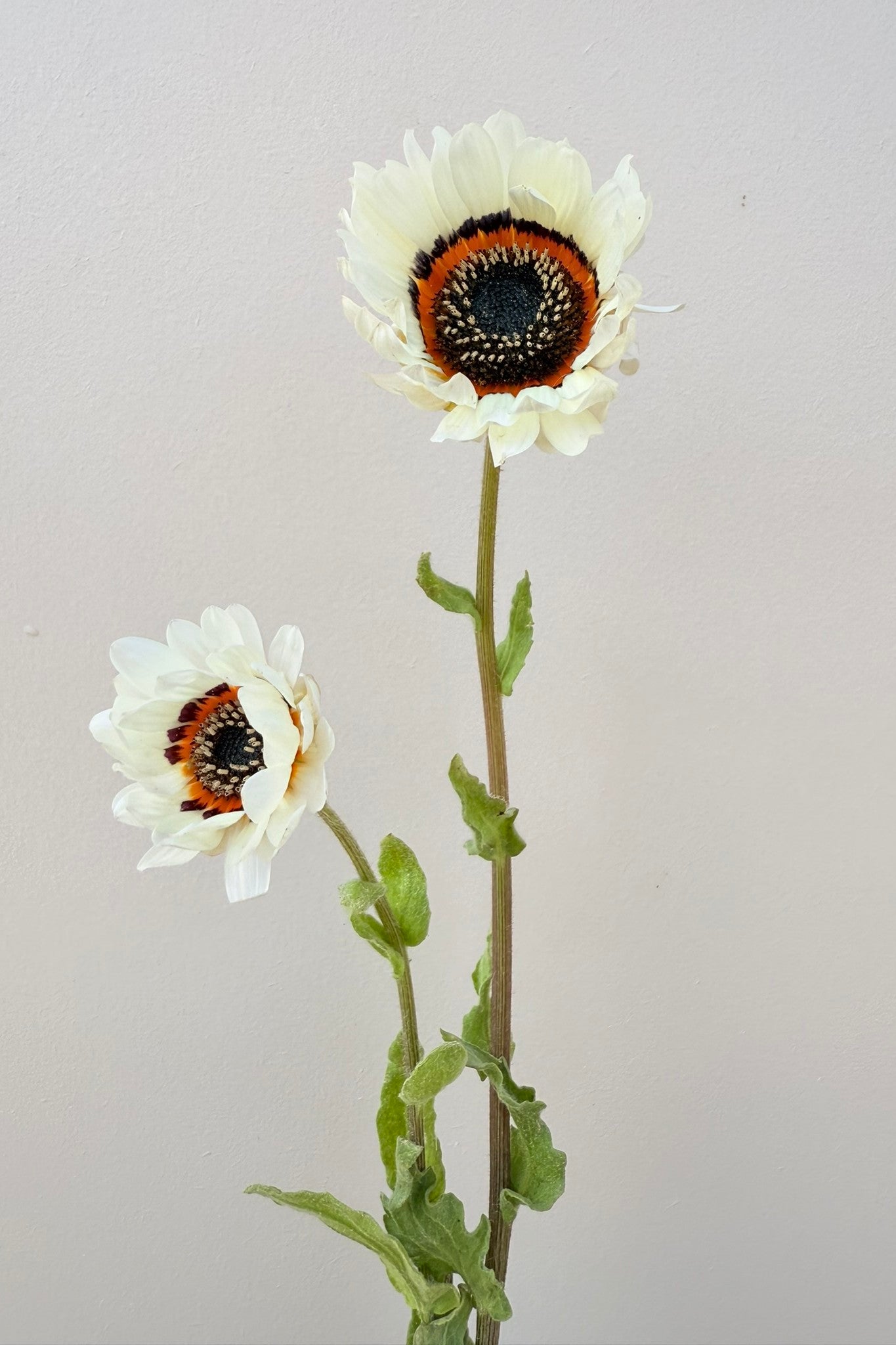 Bjørneøre 'Zulu Prince' - frø - 1-årige sommerblomster - til din skærehave her vist på billede 4 fra Frk. Grønt