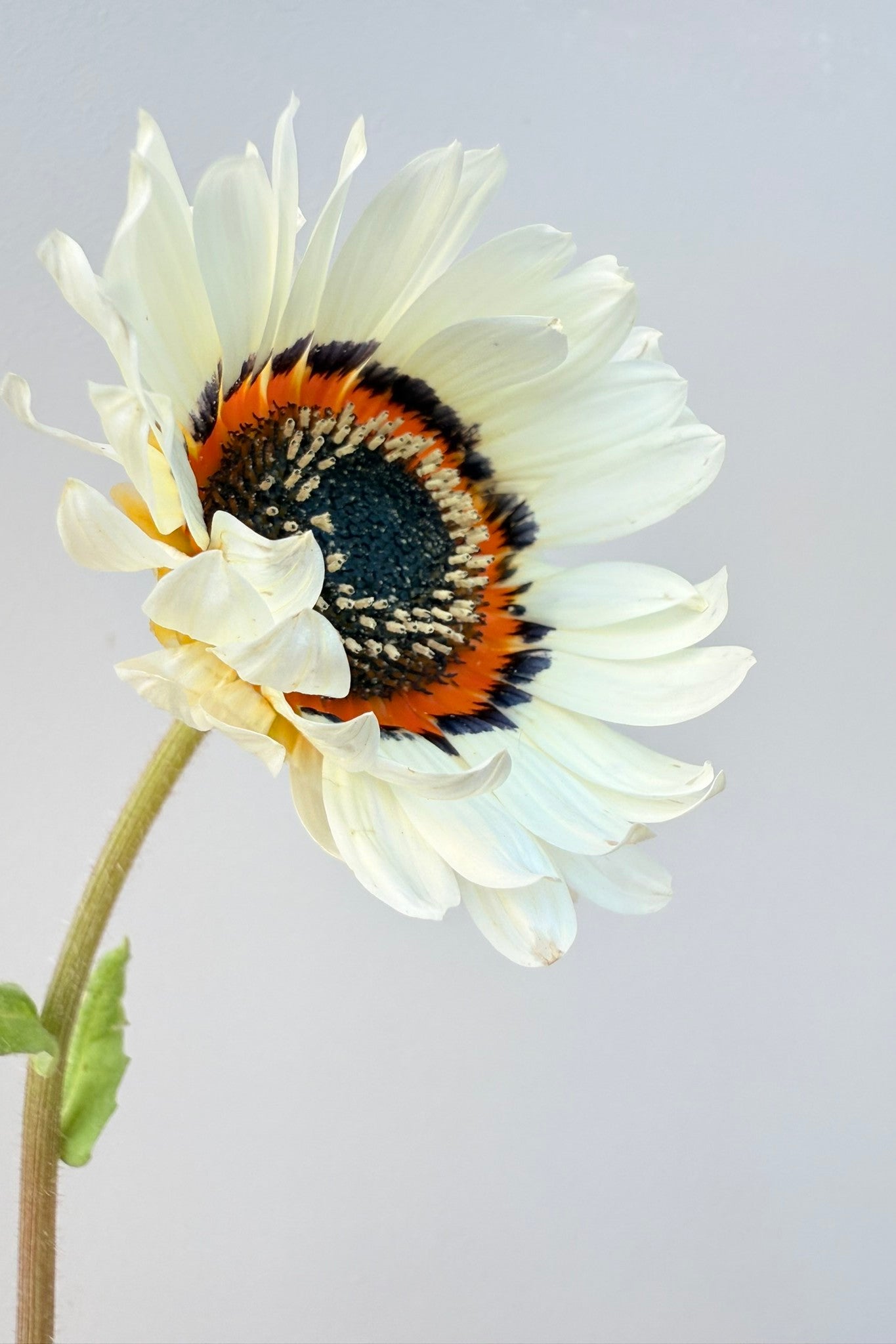 Bjørneøre 'Zulu Prince' - frø - 1-årige sommerblomster - til din skærehave her vist på billede 6 fra Frk. Grønt