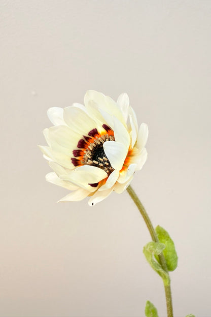 Bjørneøre 'Zulu Prince' - frø - 1-årige sommerblomster - til din skærehave her vist på billede 7 fra Frk. Grønt