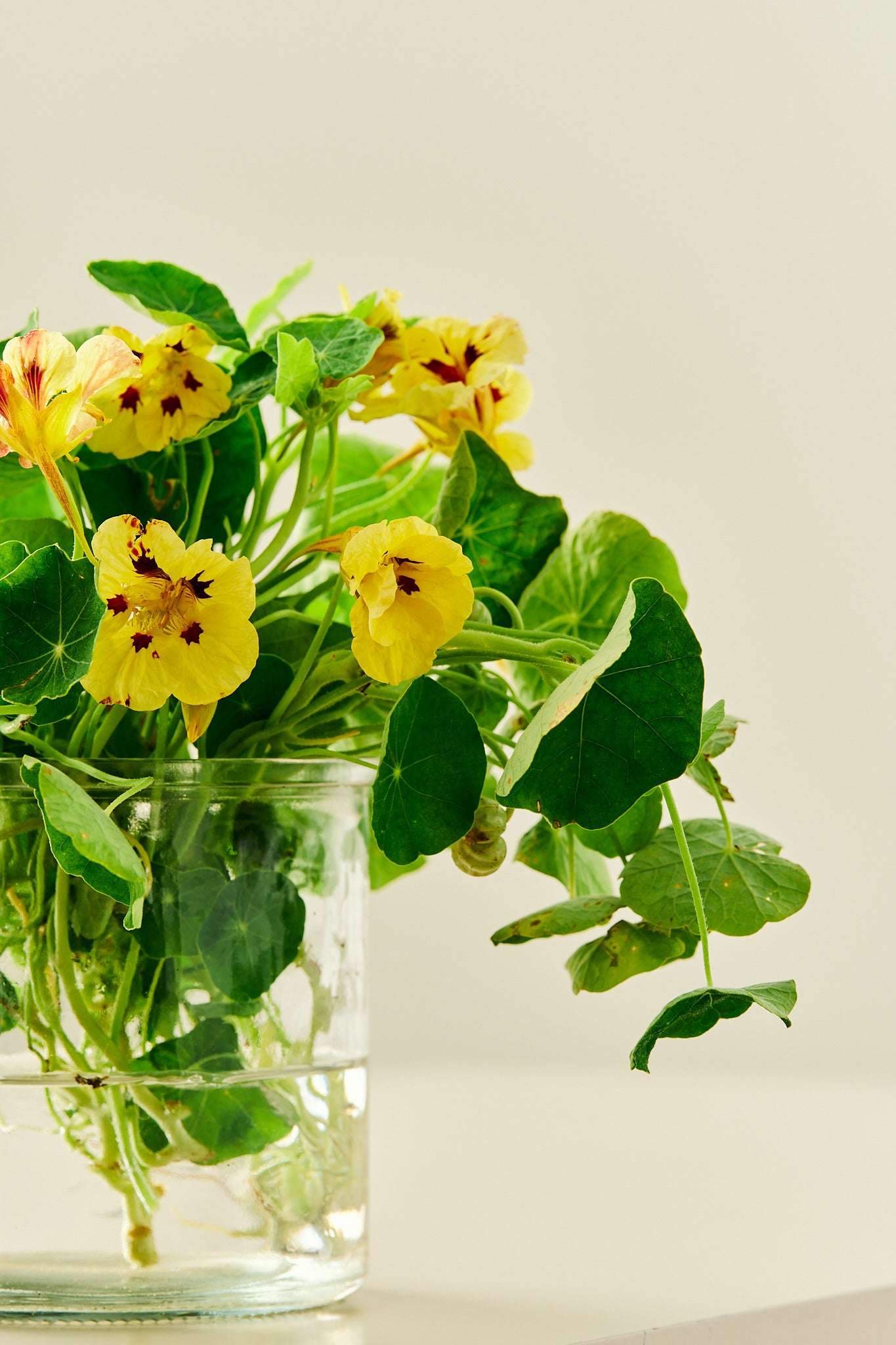 Blomsterkarse 'Bloody Mary' - frø - 1-årige sommerblomster - til din skærehave her vist på billede 1 fra Frk. Grønt