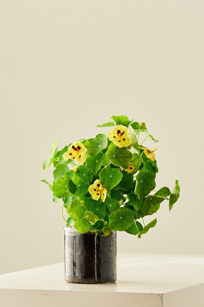 Blomsterkarse 'Bloody Mary' - frø - 1-årige sommerblomster - til din skærehave her vist på billede 13 fra Frk. Grønt