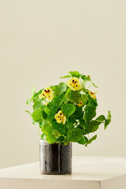 Blomsterkarse 'Bloody Mary' - frø - 1-årige sommerblomster - til din skærehave her vist på billede 13 fra Frk. Grønt