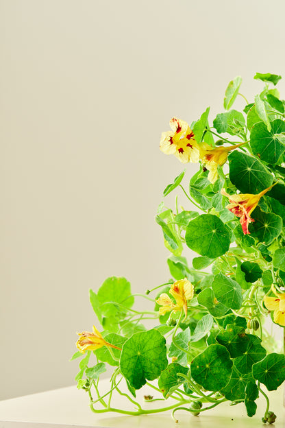 Blomsterkarse 'Bloody Mary' - frø - 1-årige sommerblomster - til din skærehave her vist på billede 2 fra Frk. Grønt