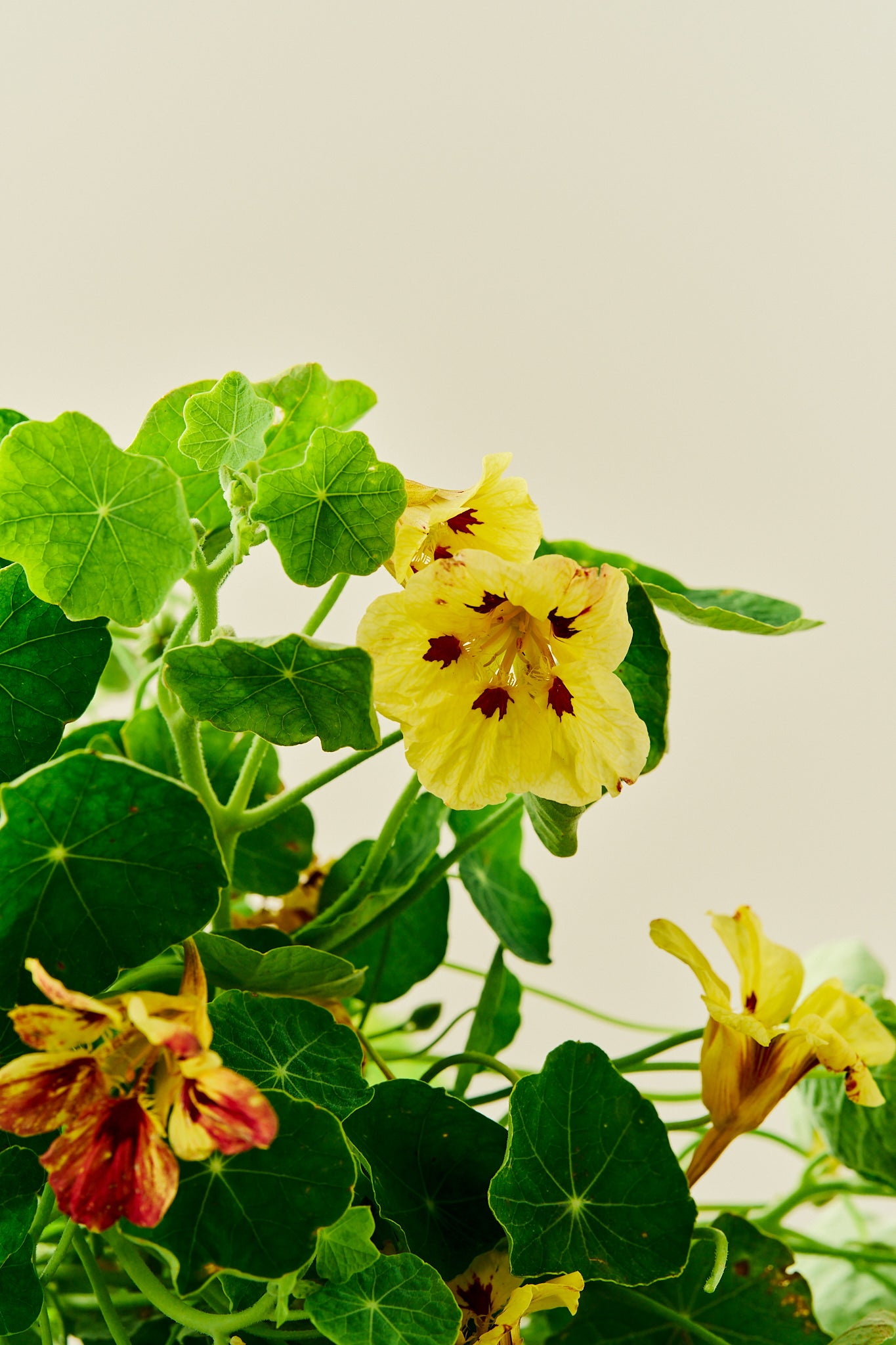 Blomsterkarse 'Bloody Mary' - frø - 1-årige sommerblomster - til din skærehave her vist på billede 5 fra Frk. Grønt