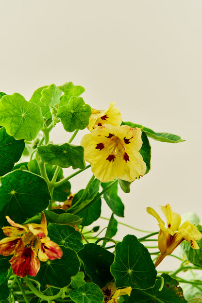 Blomsterkarse 'Bloody Mary' - frø - 1-årige sommerblomster - til din skærehave her vist på billede 5 fra Frk. Grønt