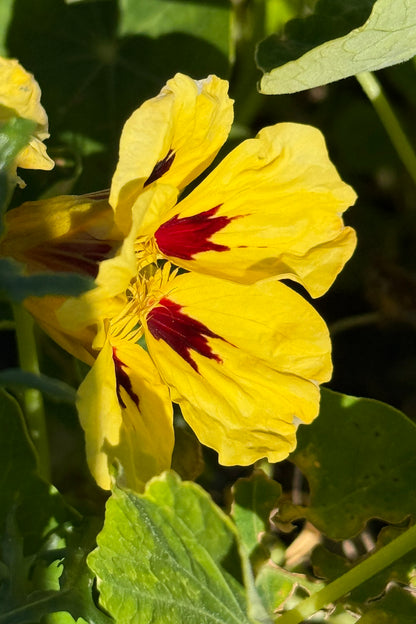 Blomsterkarse 'Bloody Mary' - frø - 1-årige sommerblomster - til din skærehave her vist på billede 8 fra Frk. Grønt