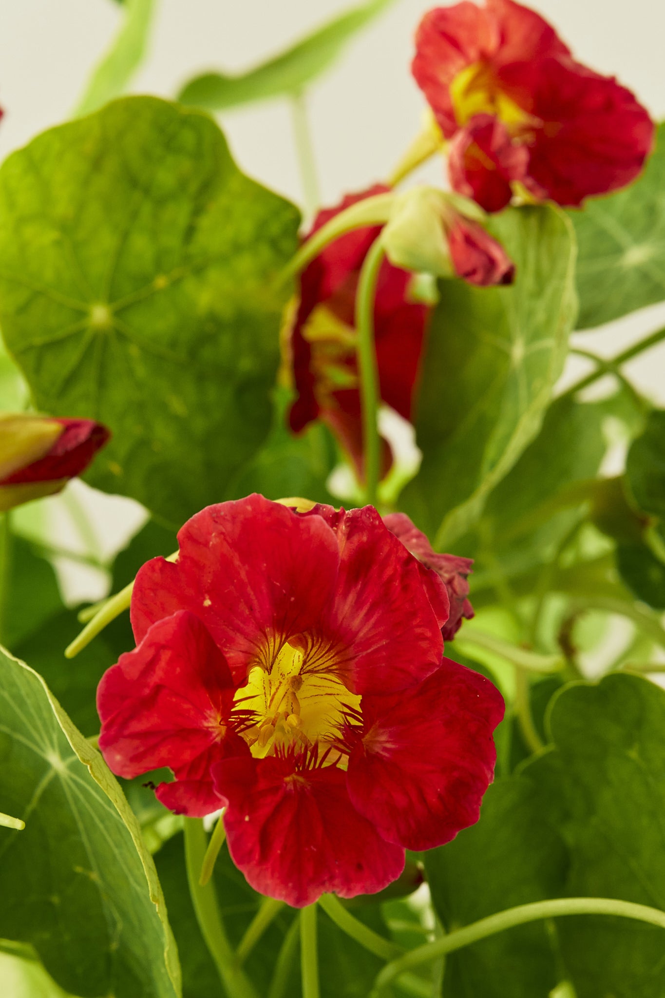 Blomsterkarse 'Cherry Rose' - frø - 1-årige sommerblomster - til din skærehave her vist på billede 10 fra Frk. Grønt