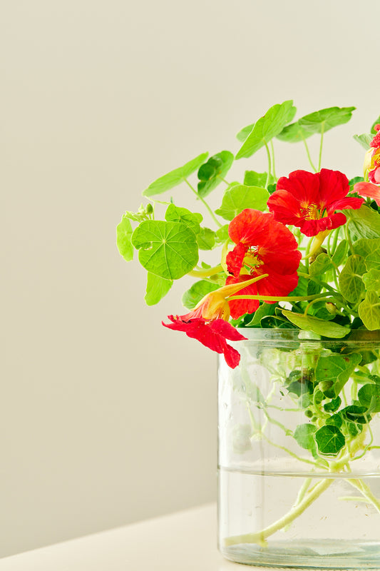 Blomsterkarse 'Cherry Rose' - frø - 1-årige sommerblomster - til din skærehave her vist på billede 2 fra Frk. Grønt