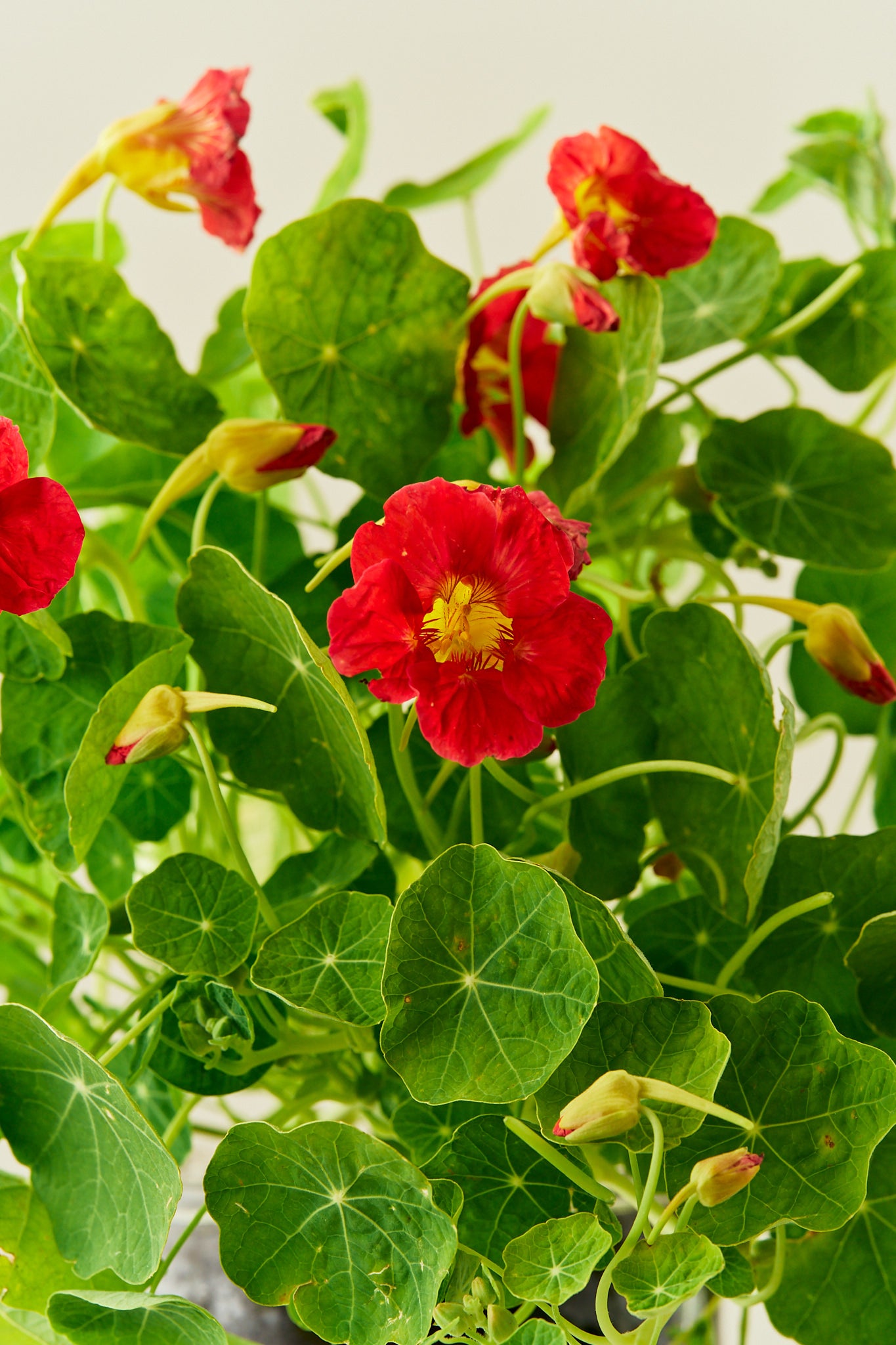 Blomsterkarse 'Cherry Rose' - frø - 1-årige sommerblomster - til din skærehave her vist på billede 3 fra Frk. Grønt
