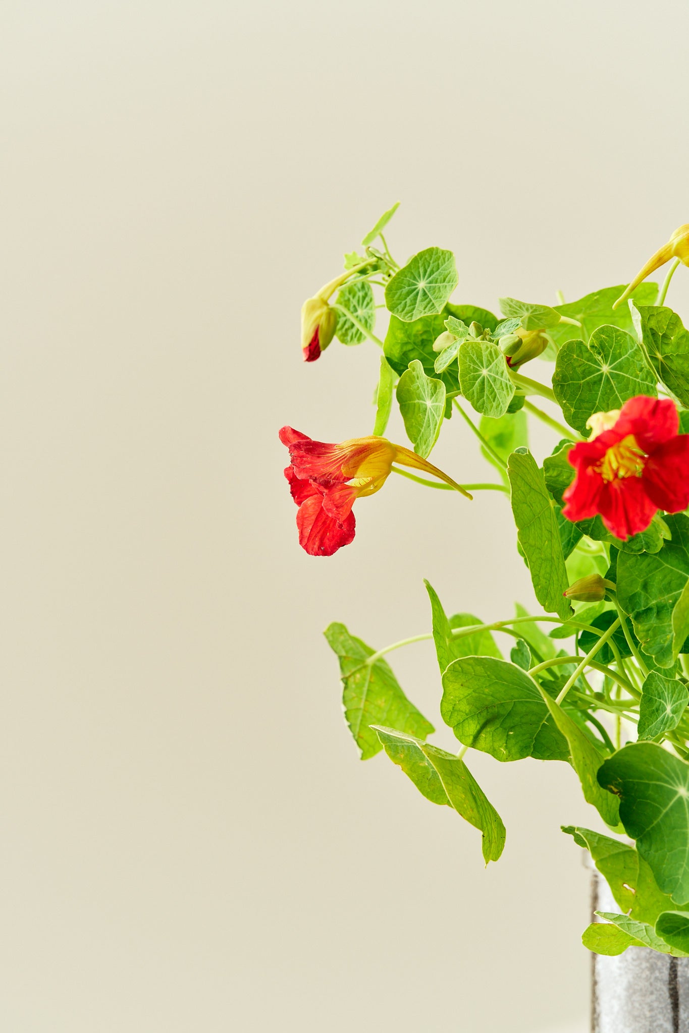 Blomsterkarse 'Cherry Rose' - frø - 1-årige sommerblomster - til din skærehave her vist på billede 4 fra Frk. Grønt