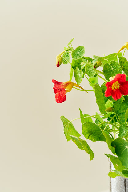 Blomsterkarse 'Cherry Rose' - frø - 1-årige sommerblomster - til din skærehave her vist på billede 4 fra Frk. Grønt