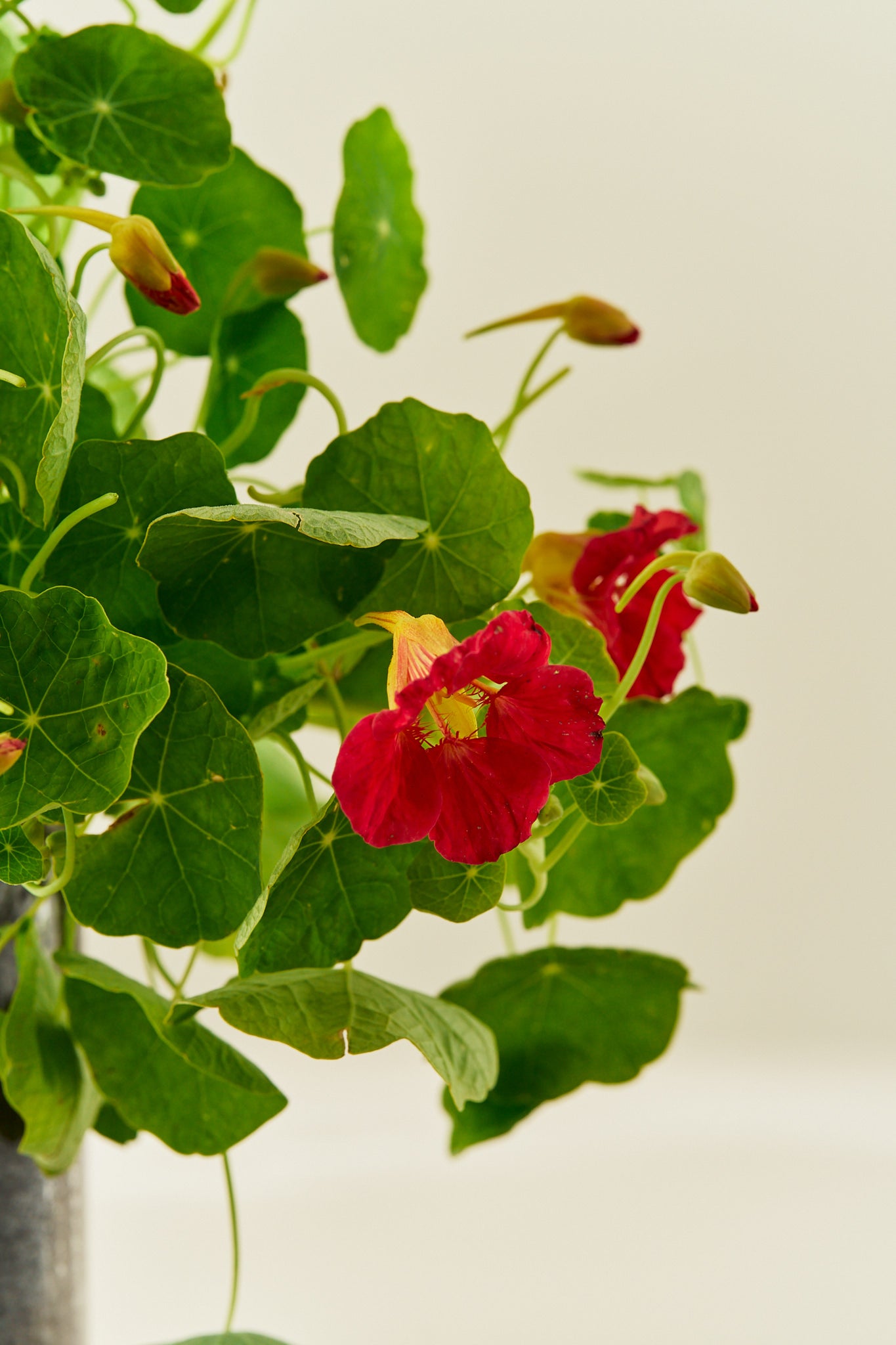 Blomsterkarse 'Cherry Rose' - frø - 1-årige sommerblomster - til din skærehave her vist på billede 5 fra Frk. Grønt