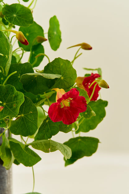 Blomsterkarse 'Cherry Rose' - frø - 1-årige sommerblomster - til din skærehave her vist på billede 5 fra Frk. Grønt