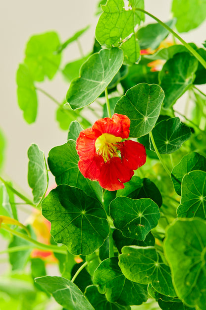 Blomsterkarse 'Cherry Rose' - frø - 1-årige sommerblomster - til din skærehave her vist på billede 6 fra Frk. Grønt