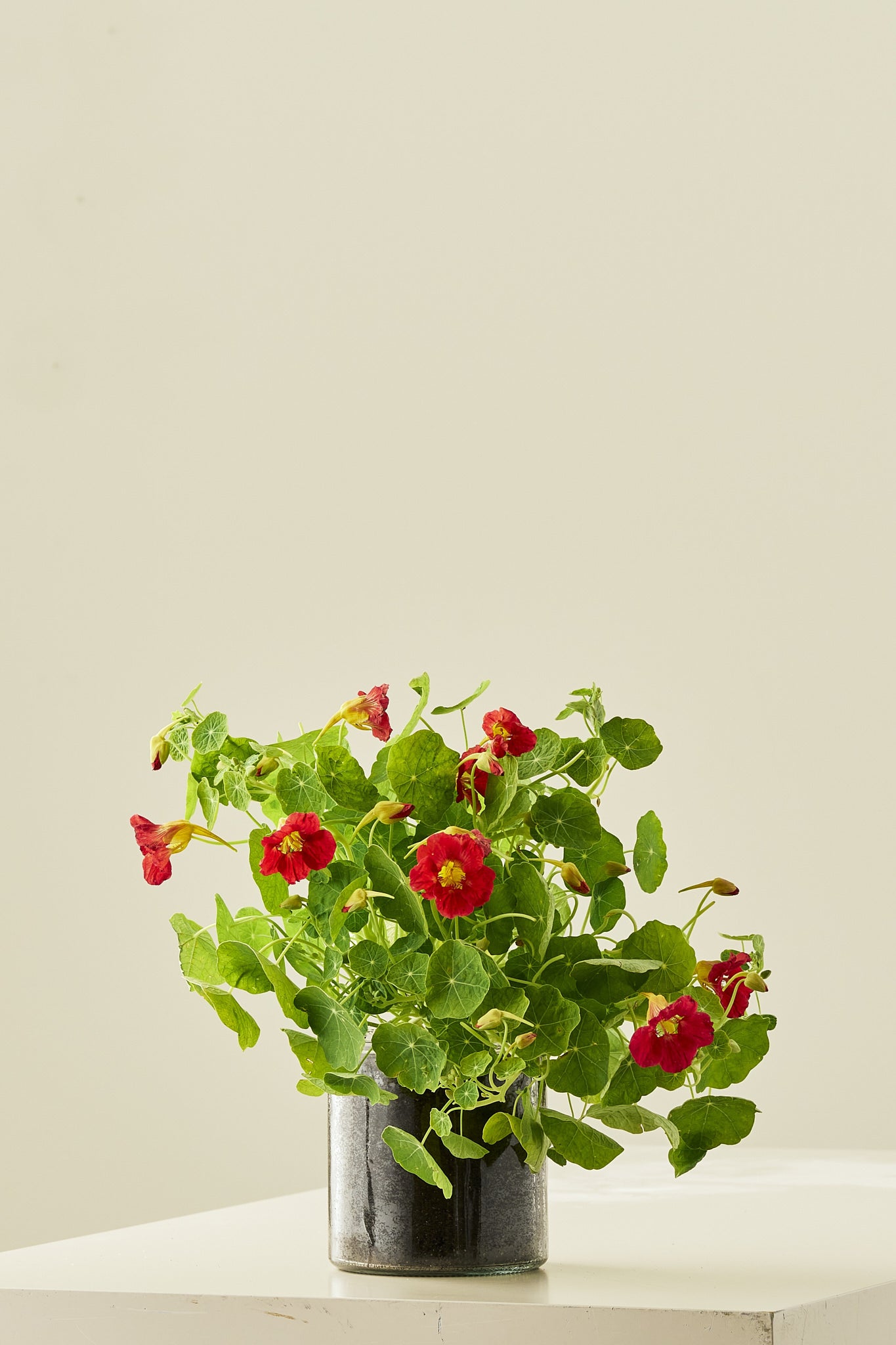 Blomsterkarse 'Cherry Rose' - frø - 1-årige sommerblomster - til din skærehave her vist på billede 7 fra Frk. Grønt