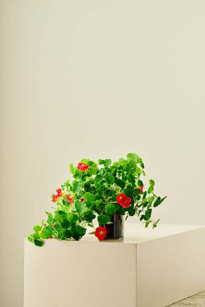 Blomsterkarse 'Cherry Rose' - frø - 1-årige sommerblomster - til din skærehave her vist på billede 8 fra Frk. Grønt