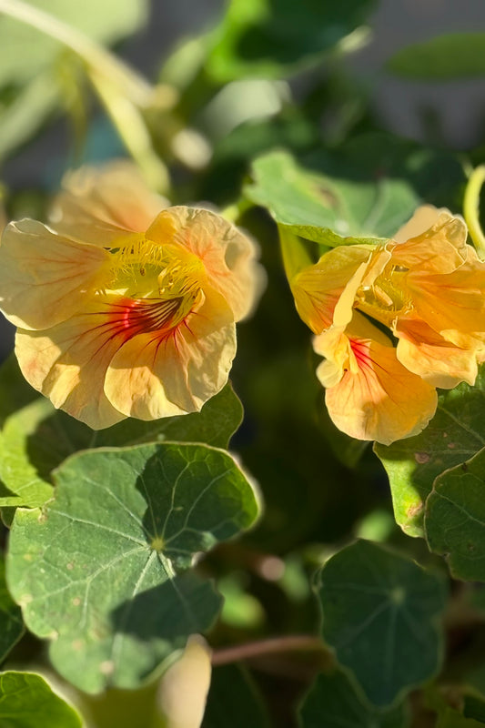 Blomsterkarse 'Milkmaid' - frø - 1-årige sommerblomster - til din skærehave her vist på billede 1 fra Frk. Grønt
