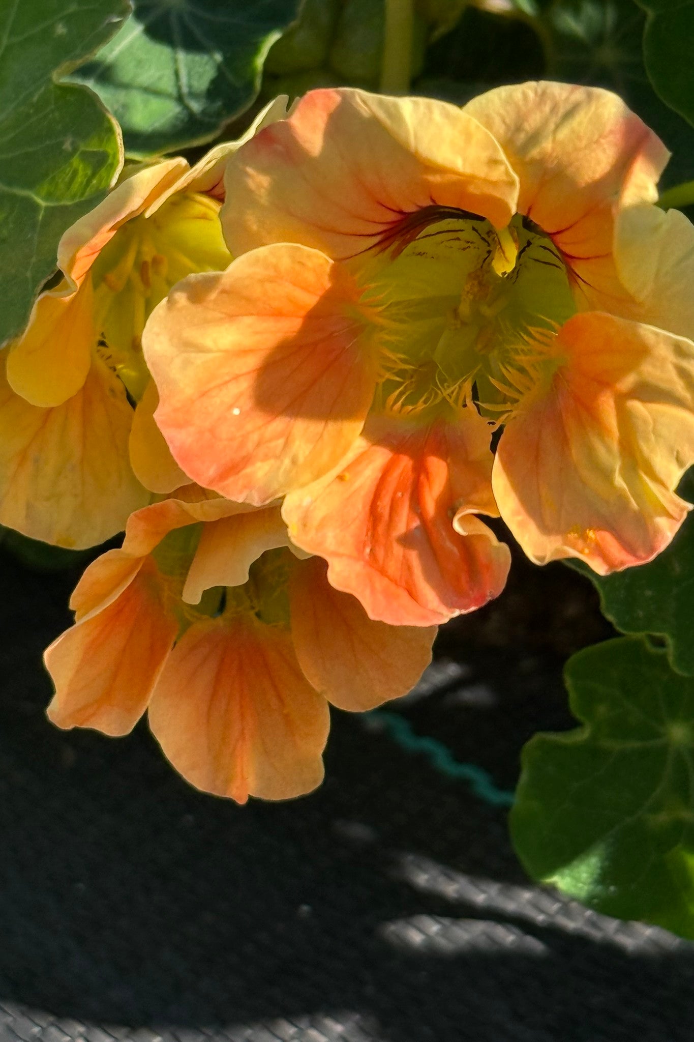 Blomsterkarse 'Milkmaid' - frø - 1-årige sommerblomster - til din skærehave her vist på billede 2 fra Frk. Grønt