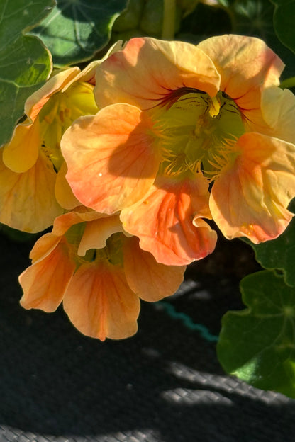 Blomsterkarse 'Milkmaid' - frø - 1-årige sommerblomster - til din skærehave her vist på billede 2 fra Frk. Grønt