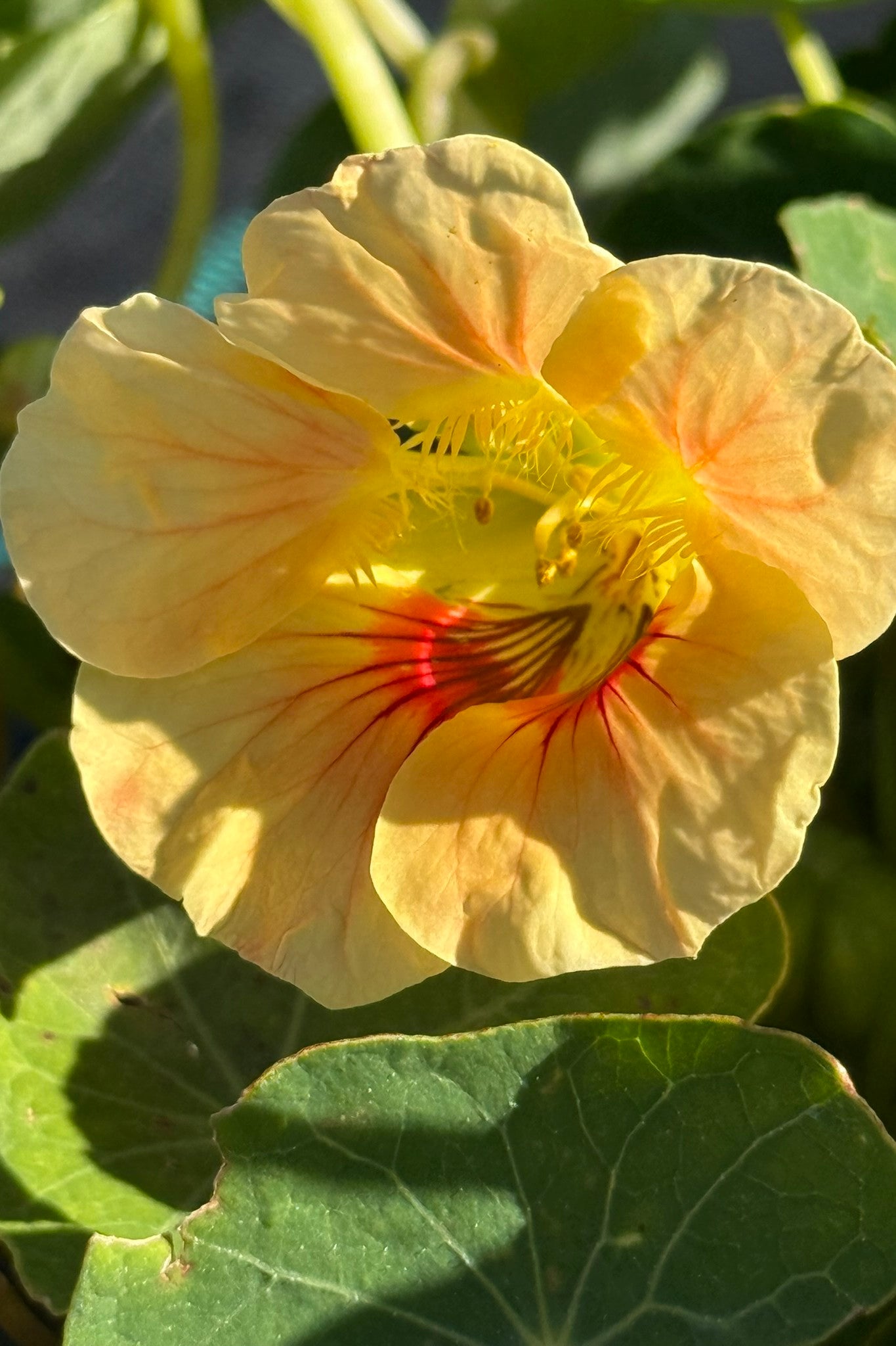 Blomsterkarse 'Milkmaid' - frø - 1-årige sommerblomster - til din skærehave her vist på billede 4 fra Frk. Grønt