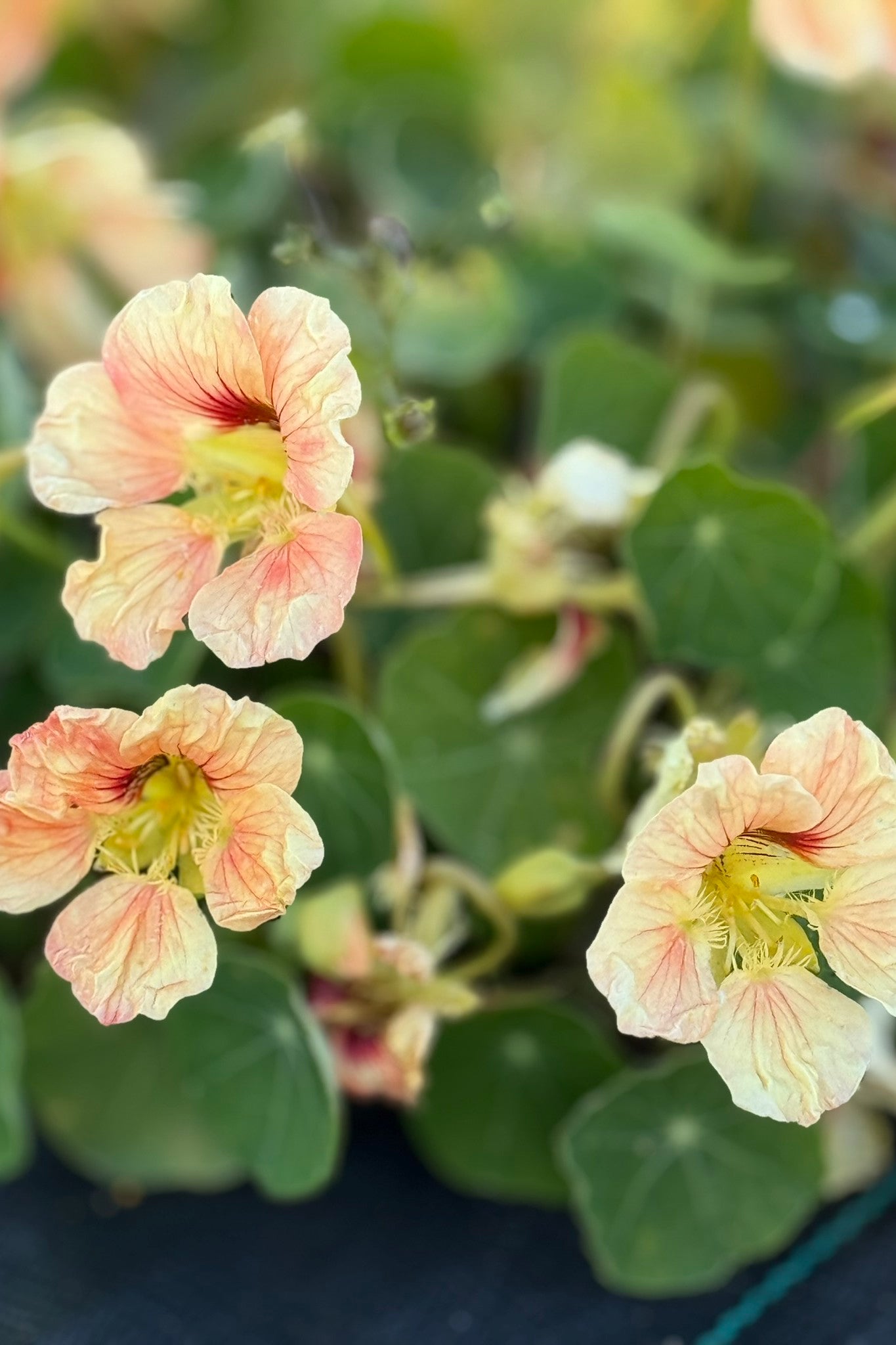 Blomsterkarse 'Milkmaid' - frø - 1-årige sommerblomster - til din skærehave her vist på billede 5 fra Frk. Grønt