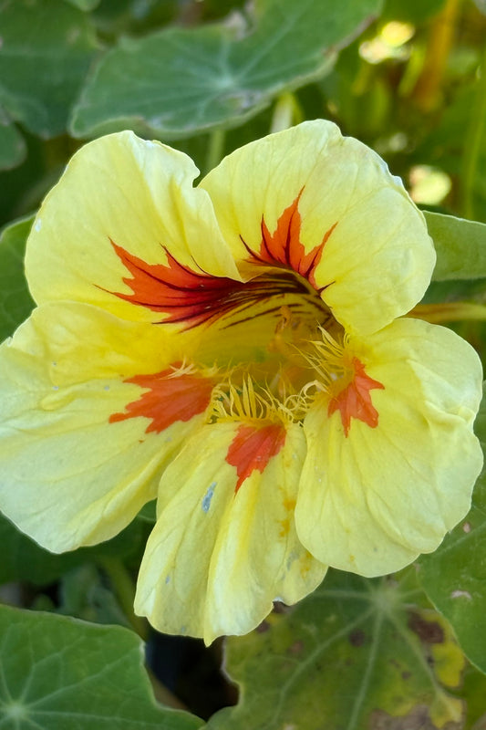 Blomsterkarse 'Peach Melba' - frø - 1-årige sommerblomster - til din skærehave her vist på billede 1 fra Frk. Grønt