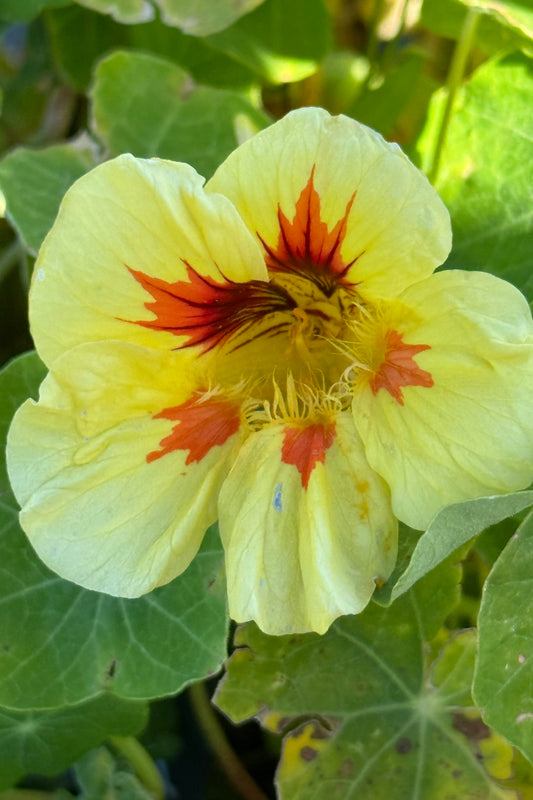 Blomsterkarse 'Peach Melba' - frø - 1-årige sommerblomster - til din skærehave her vist på billede 2 fra Frk. Grønt