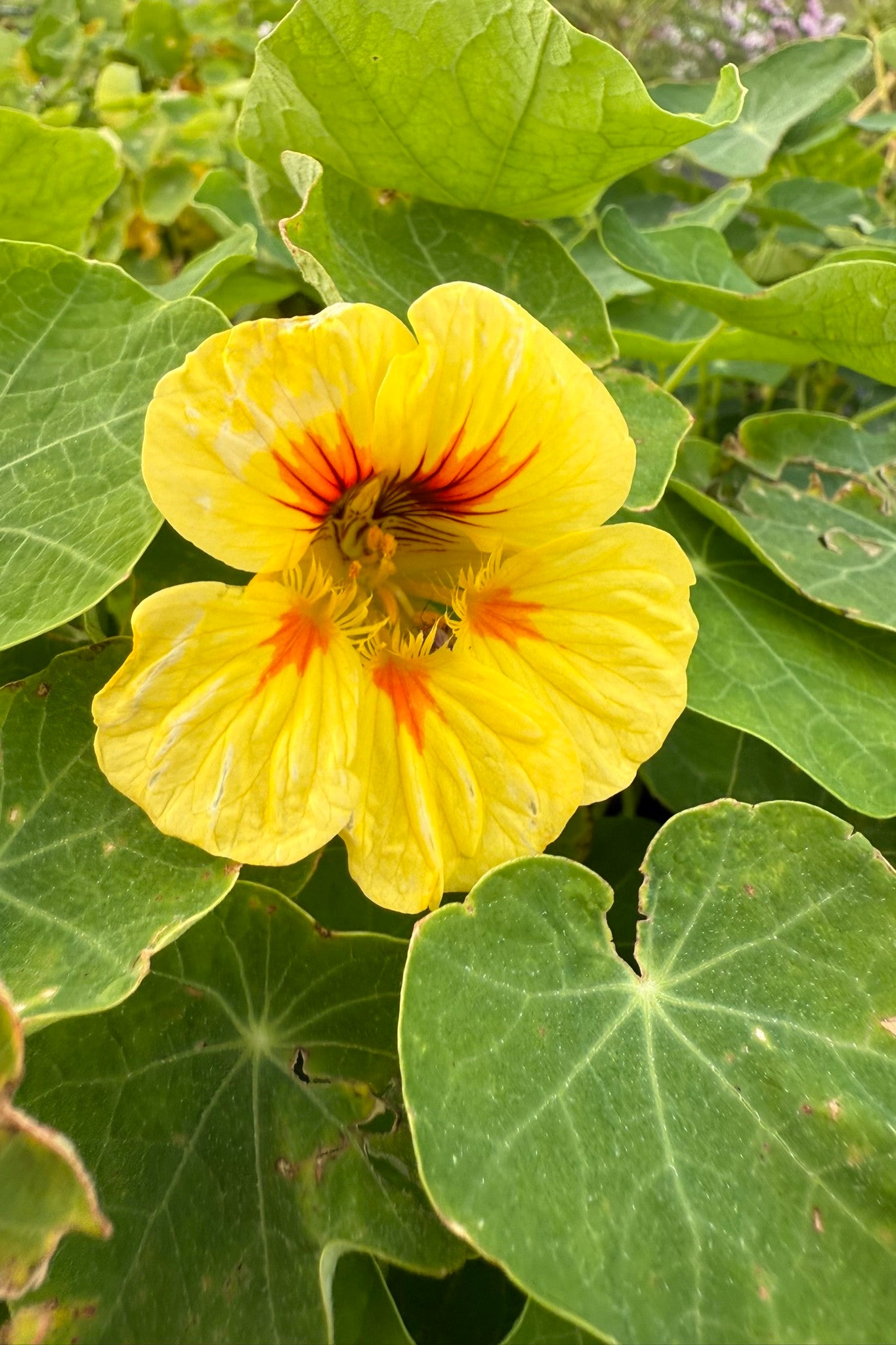 Blomsterkarse 'Peach Melba' - frø - 1-årige sommerblomster - til din skærehave her vist på billede 3 fra Frk. Grønt