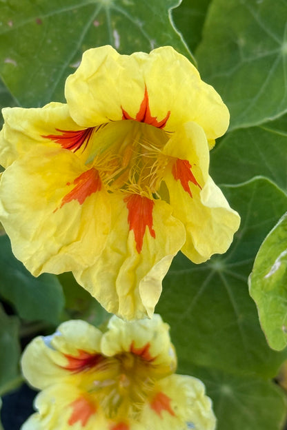Blomsterkarse 'Peach Melba' - frø - 1-årige sommerblomster - til din skærehave her vist på billede 4 fra Frk. Grønt
