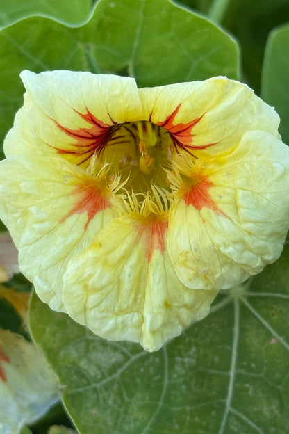 Blomsterkarse 'Peach Melba' - frø - 1-årige sommerblomster - til din skærehave her vist på billede 5 fra Frk. Grønt