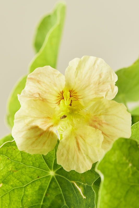 Blomsterkarse 'Pink Blush' - frø - 1-årige sommerblomster - til din skærehave her vist på billede 1 fra Frk. Grønt