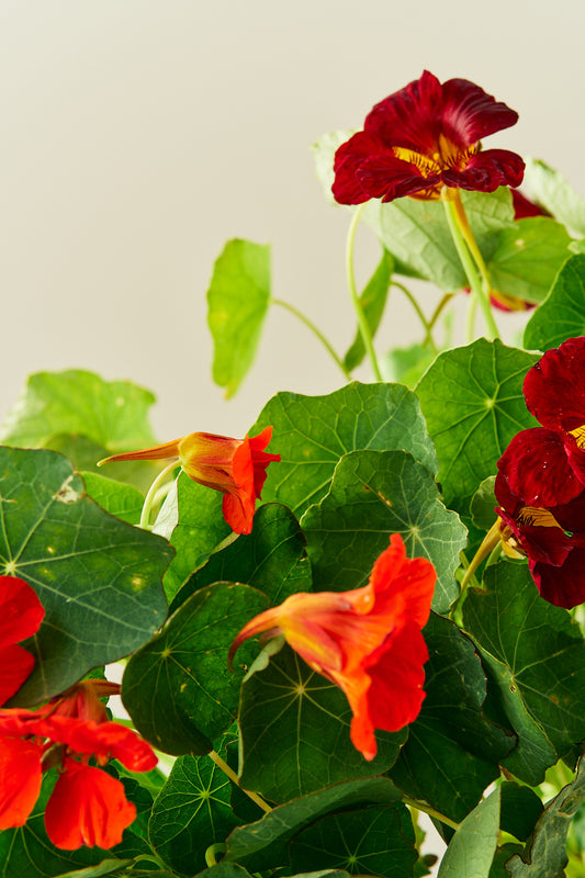 Blomsterkarse 'Sahins Rumba' - frø - 1-årige sommerblomster - til din skærehave her vist på billede 1 fra Frk. Grønt
